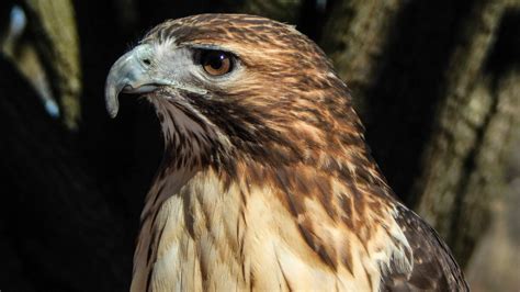 Red Tailed Hawks Potawatomi Zoo