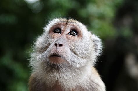 Monkey Look Malaysia · Free Photo On Pixabay