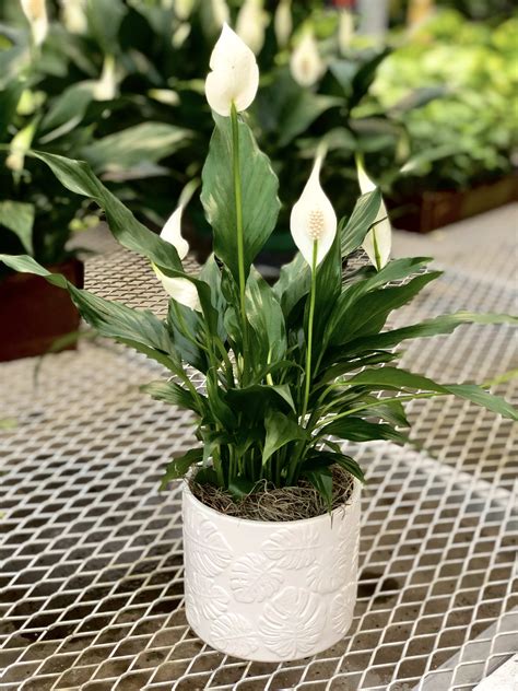 45 Peace Lily In Pot In Saint Paul Mn Chenoweth Floral And Greenhouses