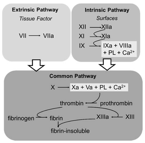 Schematic Illustration Of The Intrinsic Extrinsic And Common Pathway Download Scientific