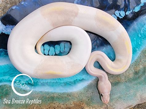 Super Banana Pied Ball Python By Sea Breeze Reptiles Morphmarket