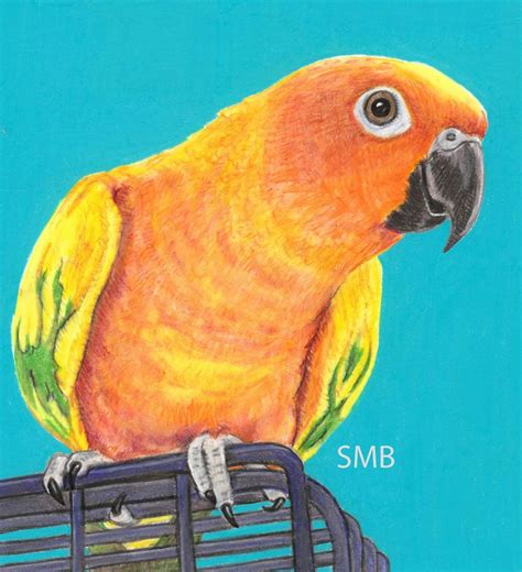 Sally Blanchard Prismacolor Pencil Drawing Commissioned Sun Conure