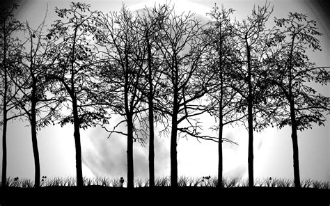 Cool Black And White Tree Wallpapers Top Free Cool Black And White