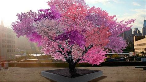 A Tree That Flowers With 40 Different Fruits Mental Floss