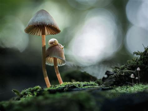 20 Beautiful Photos That Show The Magical World Of Mushrooms
