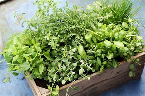 The 10 Best Fragrant Herbs For Your Garden ~ The Herb Gardener