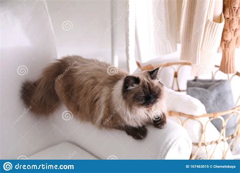 Cute Balinese Cat On Armchair Fluffy Pet Stock Image Image Of Friend