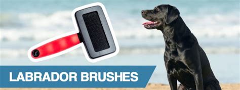 4 Best Brushes For Labs 2021 Great For Almost Any Labrador