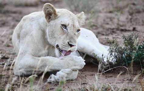 Albino Lion Mirror Online