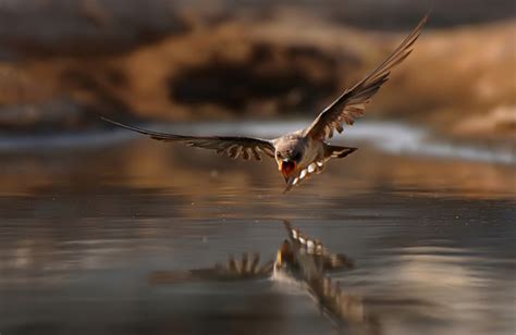 40 Shots Of Beautiful Nature And Wildlife Photography