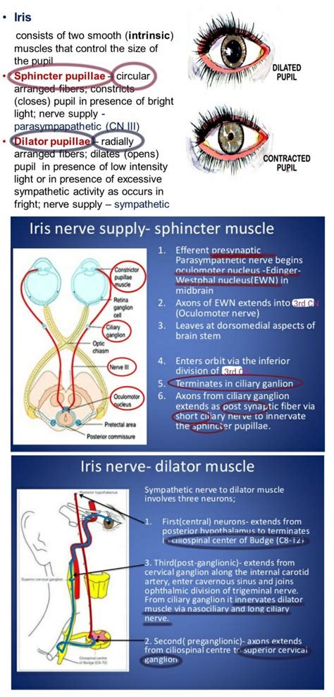 69 best Muscles images on Pinterest | Muscle, Muscles and Anatomy