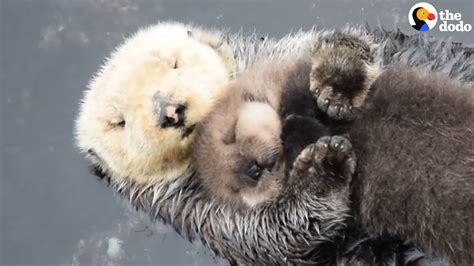 Otter Moms Love Their Babies The Dodo Youtube