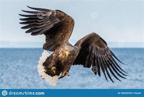White Tailed Sea Eagle Spreading Wings Scientific Name Haliaeetus Albicilla Also Known As The