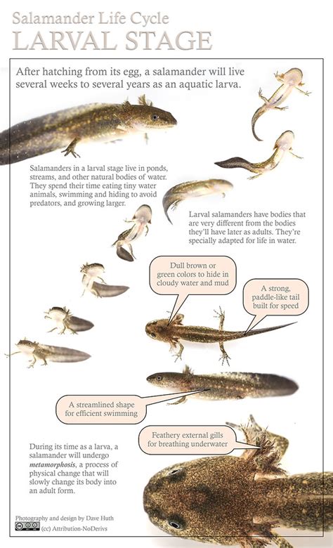 Tiger Salamander Life Cycle