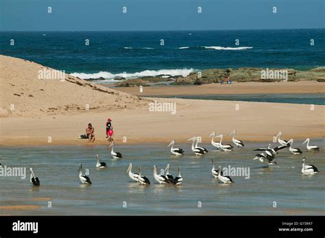 Australia New South Wales Central Coast The Entrance Pelican At The
