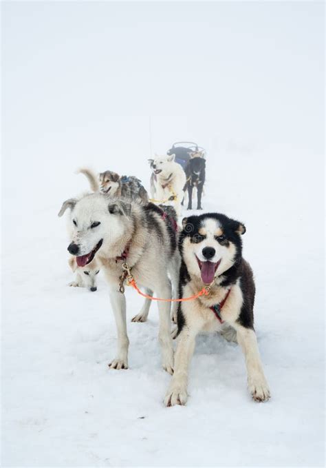 Greenlandic Sled Dogs Stock Photo Image Of Mammal Greenland 17163688
