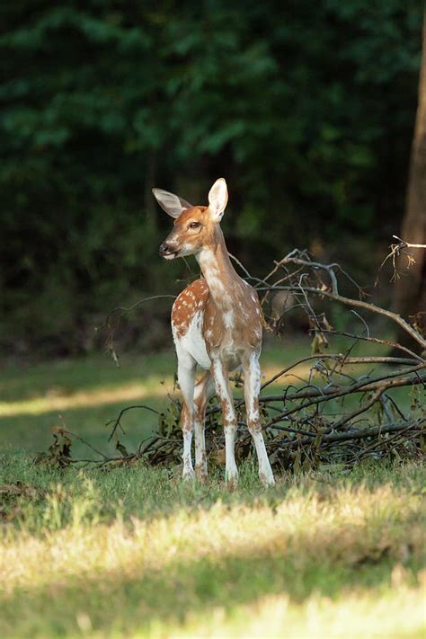 Piebald Whitetail Deer Fawn Photograph By Erin Cadigan