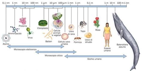 Microscopio Ottico Che Cosè E Come Funziona Prima Parte