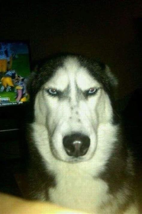 Funny Husky 36 Funny Husky Face Pictures Life Criters In 2020