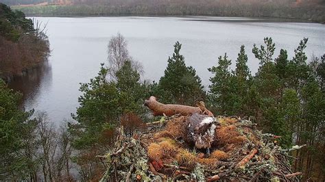 Osprey Lays First Egg Of Season At Nature Reserve Upday News Uk