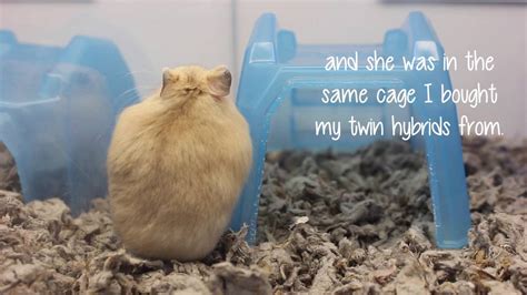 Adorable Hybrid Hamster At Petco Youtube