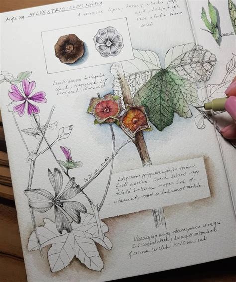 Nature Botanical Sketchbook Sketchbook Art Journal Botanical