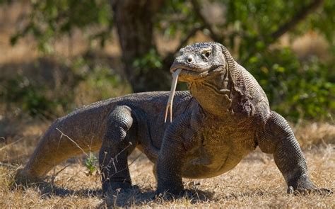 Komodo Dragon (Varanus komodoensis) | about animals