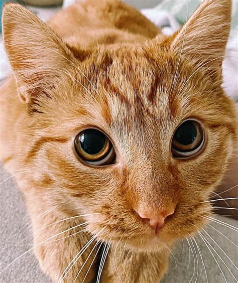 This Cat Asks His Owner For Treats By Doing A Spot On Puss In Boots