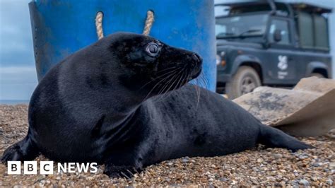 Rare Black Seal Pups Spotted At Blakeney Point Nature Reserve Bbc News