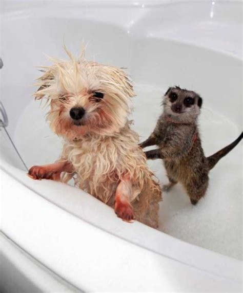 Adorable Photos Of Animals Taking A Bath 68 Photos Klykercom