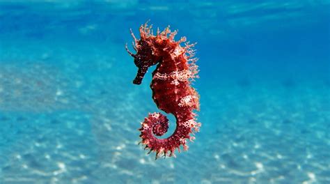 What Do Seahorses Eat Diet And Facts