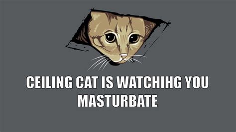 Funny Cat Memes Wallpapers Ntbeamng