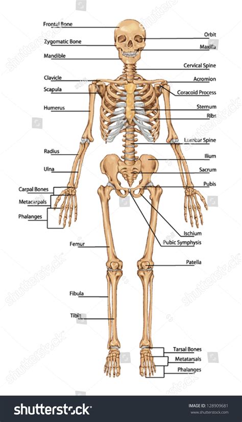 Human Skeleton From The Anterior View Didactic Board Of Anatomy Of