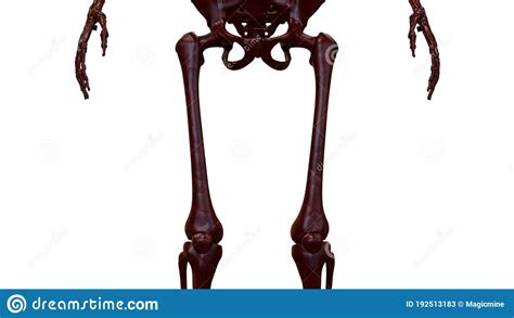 Human Skeleton System Femur Bone Joints Anatomy Stock Illustration