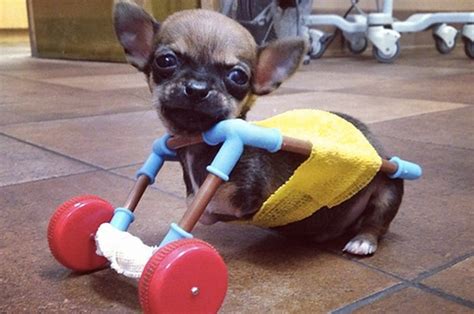 This Two Legged Chihuahua Is Unstoppable 🐾 Hes So Lucky To Have Been