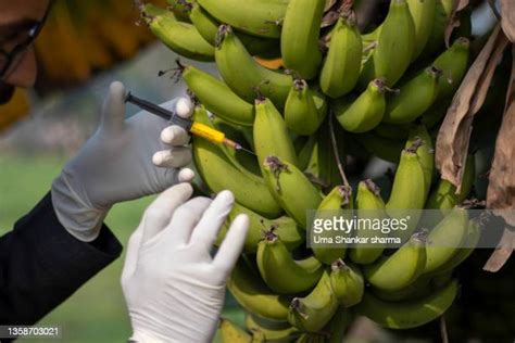 Banana Experiment Photos And Premium High Res Pictures Getty Images