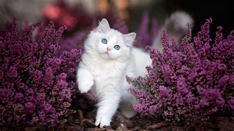 Blue Eyes White Cat Kitten Is Standing Between Purple Flowers Plants Hd