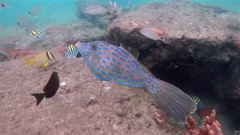We will follow the trail of reefs and artificial structures along the way, including a small wreck, all teaming with amazing marine life! Snorkel Experience | Phil Foster Park - Kane and Megan ...