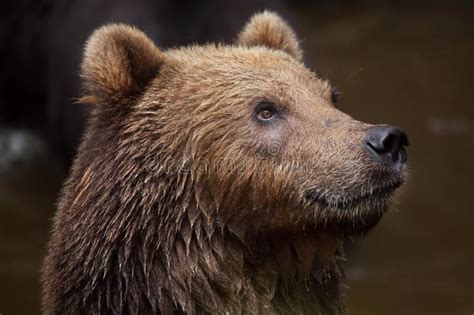 Kamchatka Brown Bear Ursus Arctos Beringianus Stock Photo Image Of