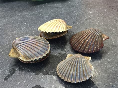 Atlantic Bay Scallop North Carolina Marine Molluscs · Inaturalist