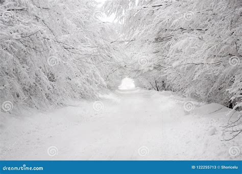 Heavy Snow Tunnel Through The Snowy Forest Road Stock Image Image Of