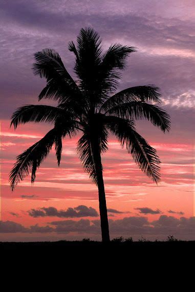 Hawaiian Sunset Palm Tree Sunset Palm Trees Beautiful Sunset