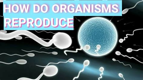 Reproduction In Organismsintroductionclass 10 Youtube