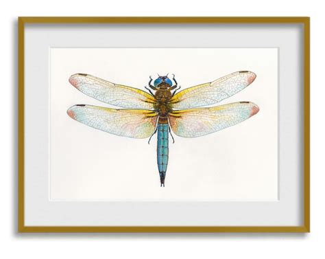 Dragonfly Art Print Watercolor Insect Nursery Wall Art Etsy