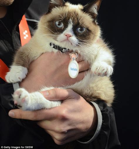 Watch Out Garfield Internet Sensation Tardar Sauce The Grumpy Cat Set To Star In Her Own