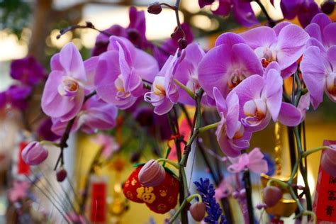 We did not find results for: Lunar New Year flowers bring luck for the whole year | CBC ...