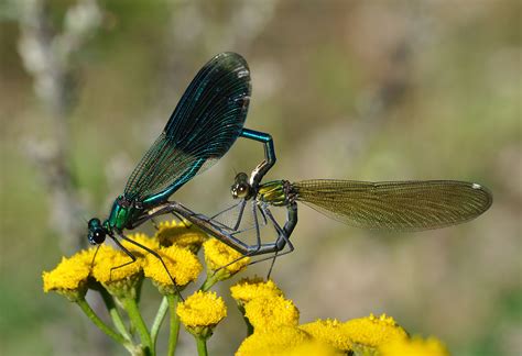 About Dragonflies And Damselflies Top Guns Of The