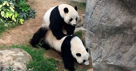 Giant Pandas Mate After Zoo Goes In Coronavirus Lockdown Finally Giving