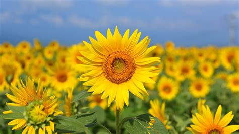 Yellow Sunflowers Field In Blue Sky Background 4k Hd Flowers Wallpapers