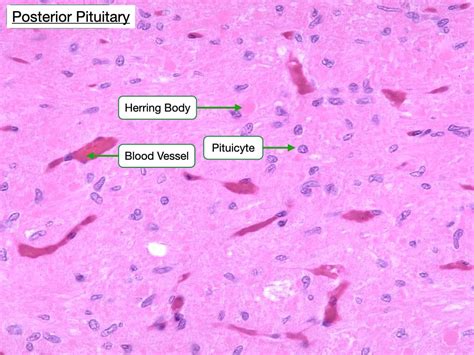 Anterior Pituitary Histology Labeled